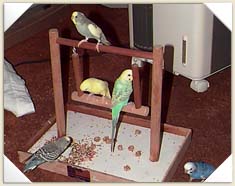 the flock