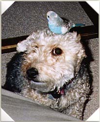 Saba on the dog's head