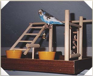 Saba plays on her gym