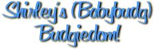 Welcome to Shirley's (babybudg) Budgie Page