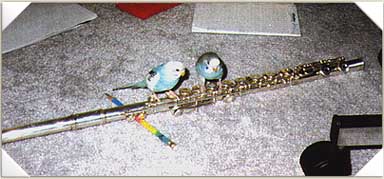 Budgie