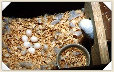 Gloria and her eggs