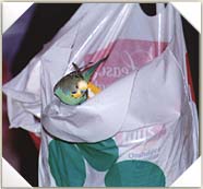 Violet on the bag