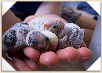 Baby Budgies