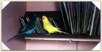 Two naughty budgies