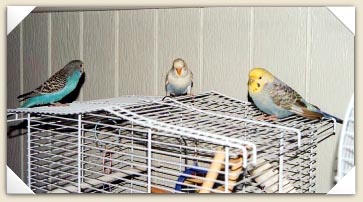 it's the three budgie-teers