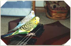 Budgie Rock