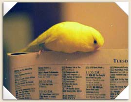 Yolkie Again!
