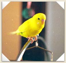 Yolkie Again!