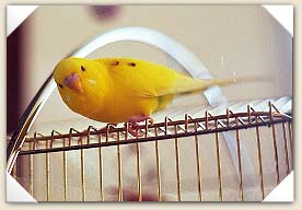 Yolkie is cool!