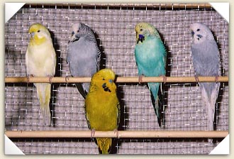 Budgie Gang