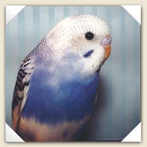 Beau