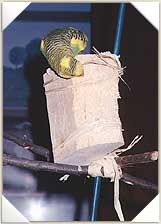 Sparky chews on balsa wood