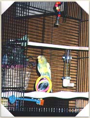 Sparky at home