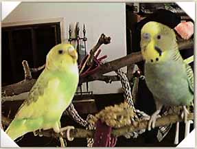Who's gonna get the millet?