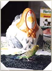 Strange budgie!