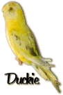 Duckie
