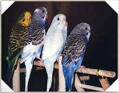 Budgie Lineup