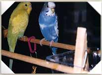 Beeper & Tweety