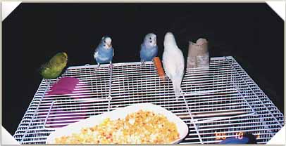 Checking out the new food