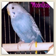 MoonDust