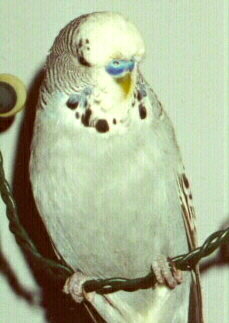 Benji the Budgie