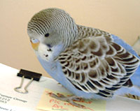 blueyboy budgie
